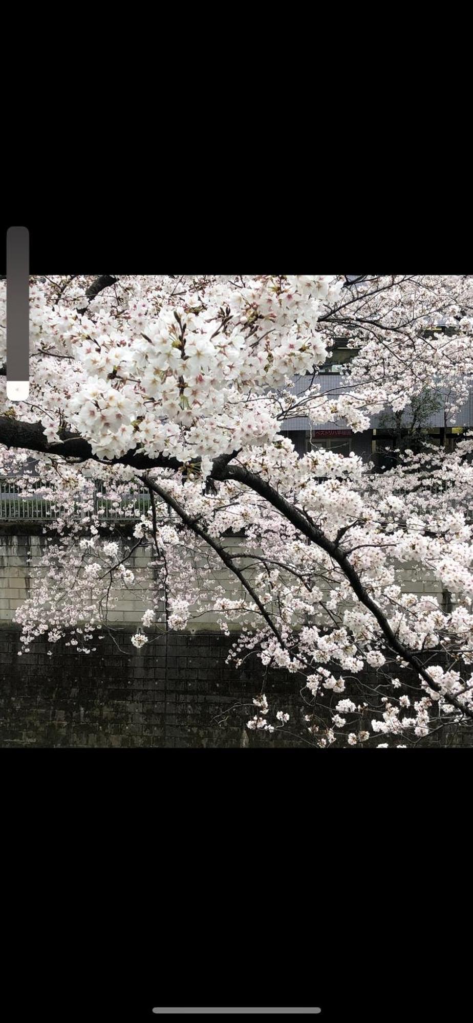 東京の港灣-tokyo Harbor -28 Square Meter King Size Garden Appartamento Tokyo